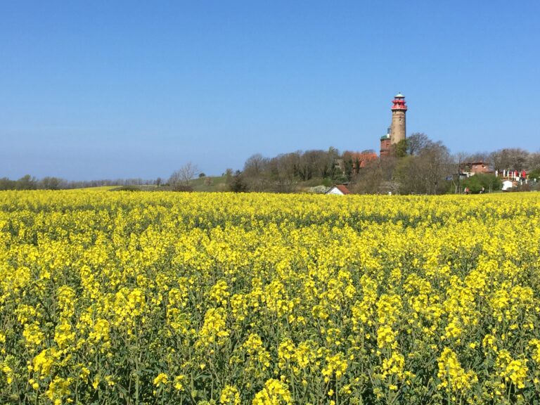 rapsfeld-ruegen-kap-arkona